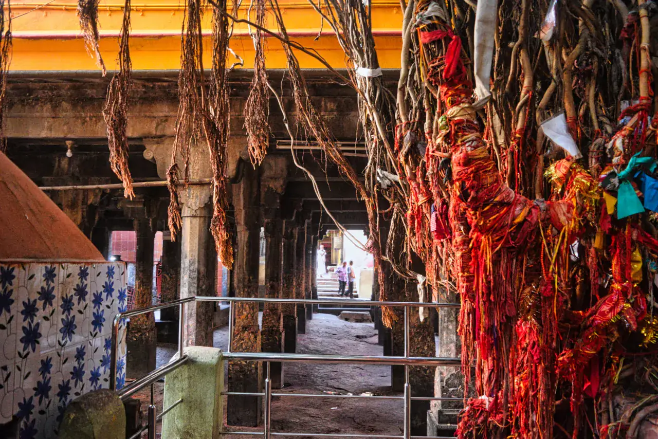 The sacred Akshaywat banyan at Gaya